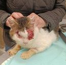 Žižka na veterině.jpg